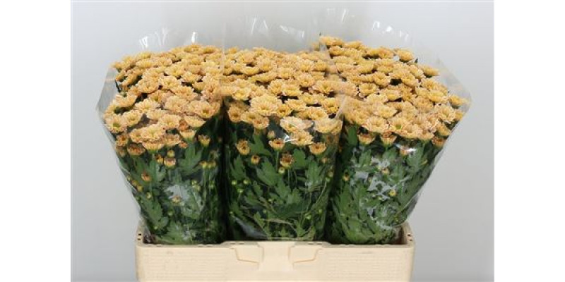 Chrysanthemums S Rossi Salmon 55cm A1 Col-Peach