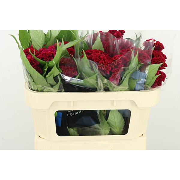 Celosia C Fantasy Red 65cm A1