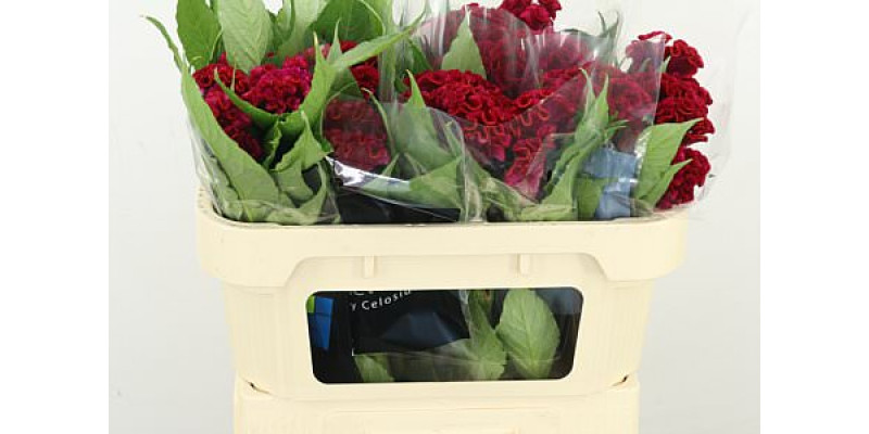 Celosia C Fantasy Red 65cm A1