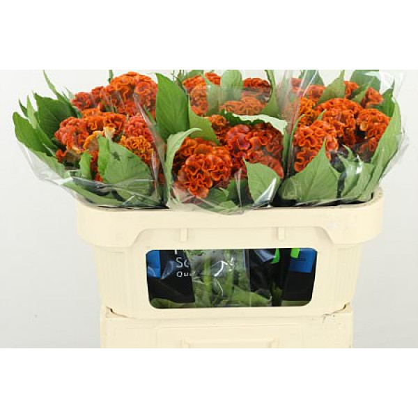 Celosia C Fantasy Orange 65cm A1