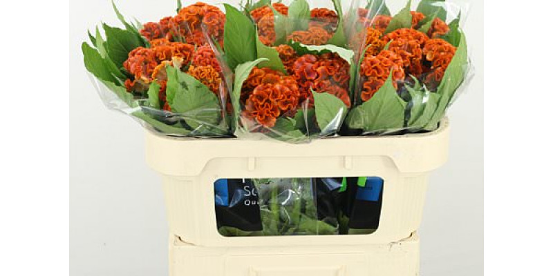 Celosia C Fantasy Orange 65cm A1