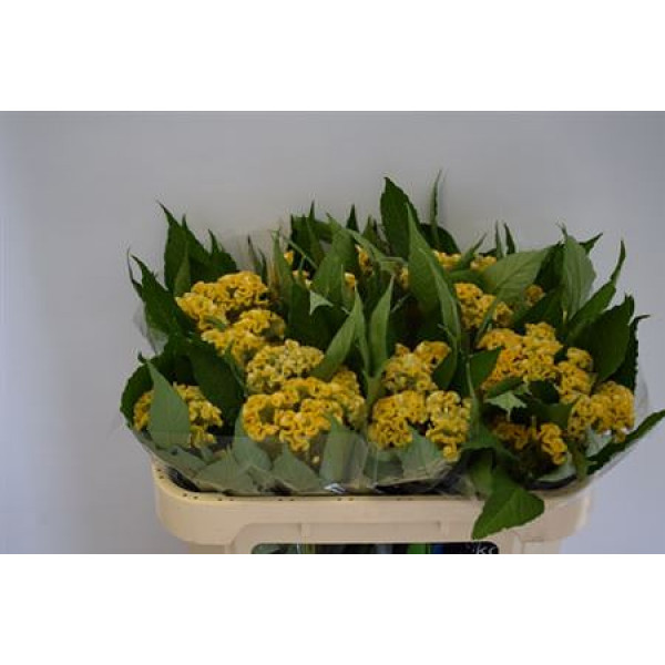 Celosia C Fantasy Yellow 65cm A1