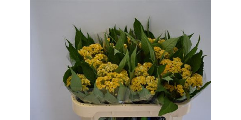 Celosia C Fantasy Yellow 65cm A1