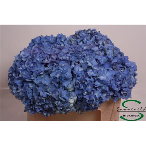 Hydrangea M Pimpernel 50 50cm A1