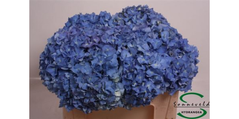 Hydrangea M Pimpernel 50 50cm A1