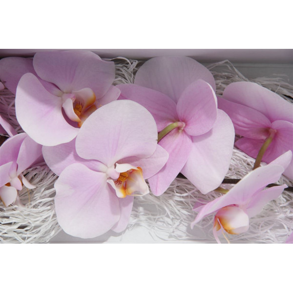 Orchid Phal Manilla 25cm  Col-Pink