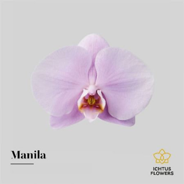 Orchid Phal Manila Bloem 25 Bloemen  A1