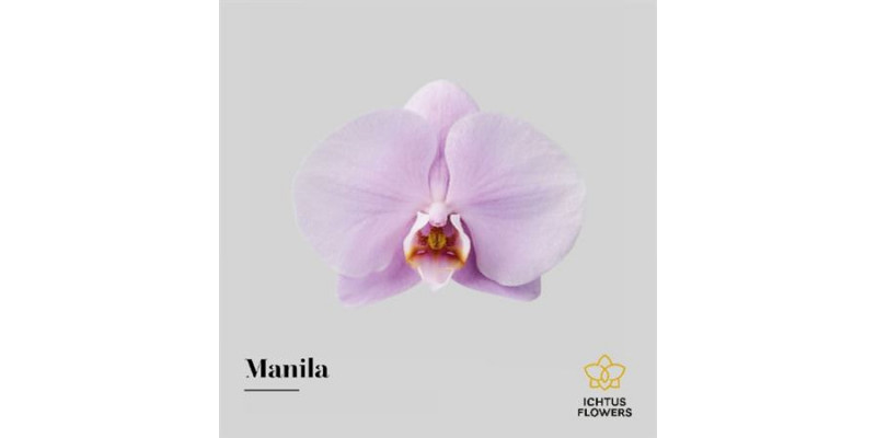 Orchid Phal Manila Bloem 25 Bloemen  A1