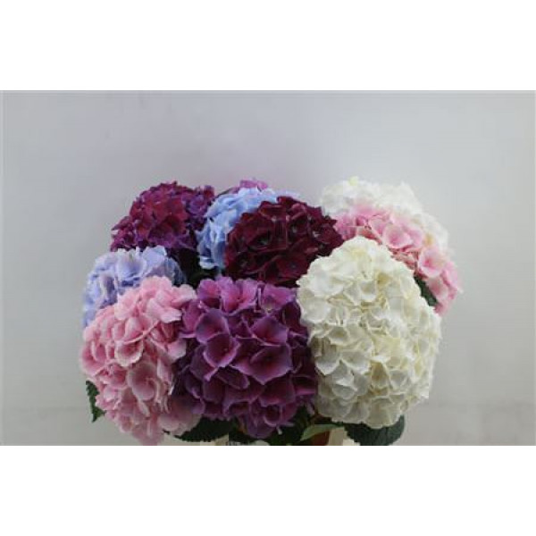 Hydrangea M Mix 60cm 60cm A1