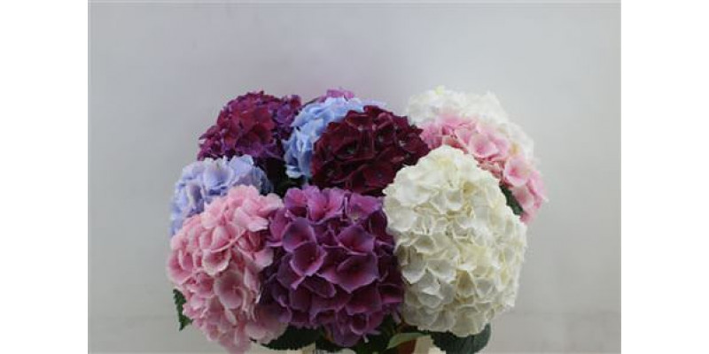 Hydrangea M Mix 60cm 60cm A1