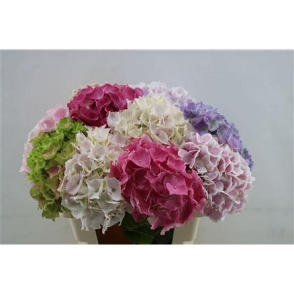 Hydrangea M Mixed 60cm 60cm A1