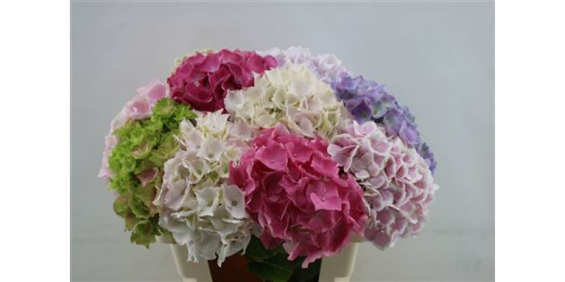 Hydrangea M Mixed 60cm 60cm A1