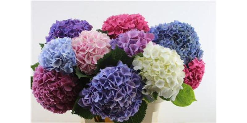 Hydrangea M Mixed 80-23 80 cm A1