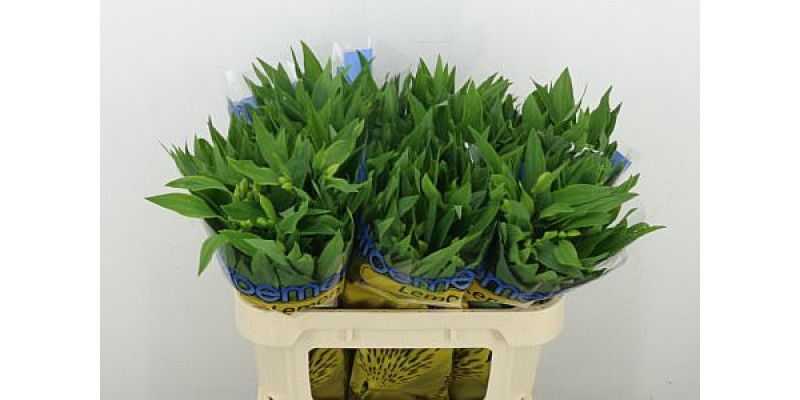 Alstromeria Lemon 72 cm A1