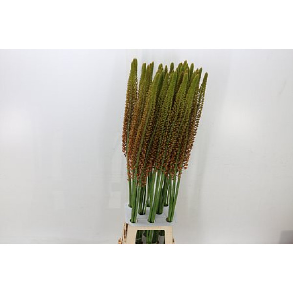 Eremurus Golden Cleo 110cm A1