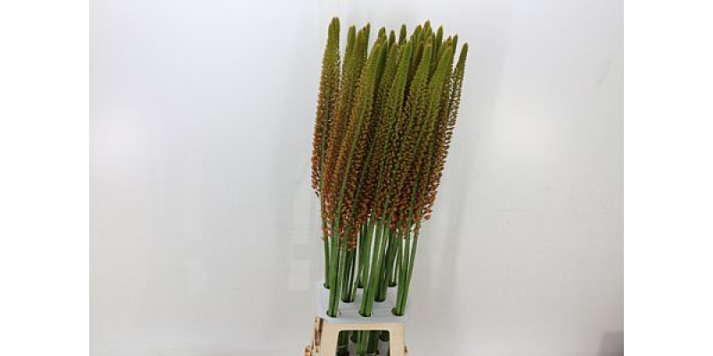 Eremurus Golden Cleo 110cm A1