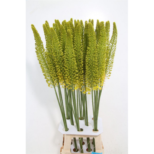 Eremurus Yellow Cleo 100cm A1 Col-White