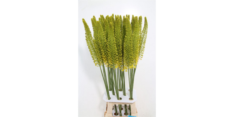 Eremurus Yellow Cleo 100cm A1 Col-White