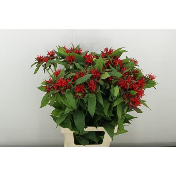 Monarda Red Fountain 70 cm A1