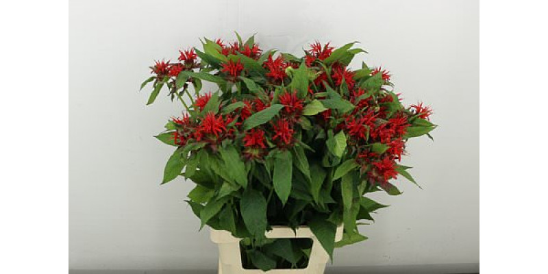 Monarda Red Fountain 70 cm A1