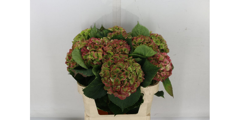 Hydrangea M Elbtal Cl 75cm A1 Col-Bicolor