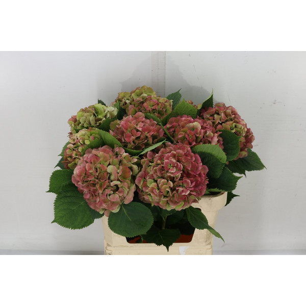 Hydrangea M Elbtal Cl A1 Col-Bicolor