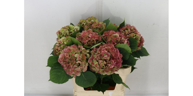 Hydrangea M Elbtal Cl A1 Col-Bicolor