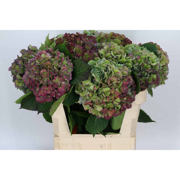 Hydrangea M Elbtal Cl 80cm A1 Col-Bicolor