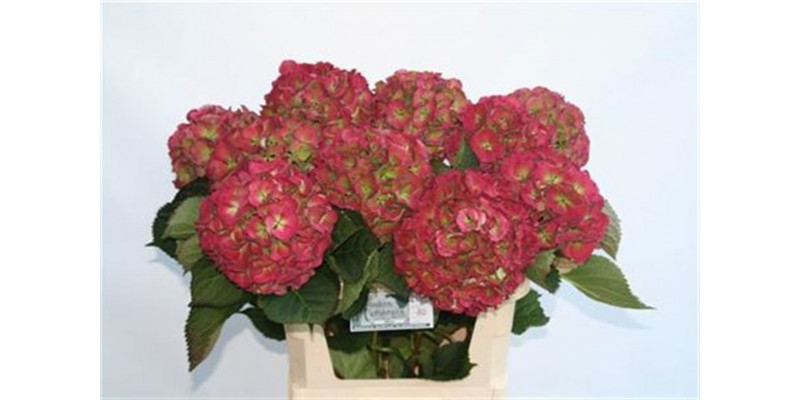 Hydrangea M Elbtal Cl 80cm A1 Col-Bicolor