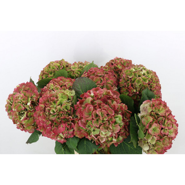 Hydrangea M Elbtal Cl A1 Col-Bicolor