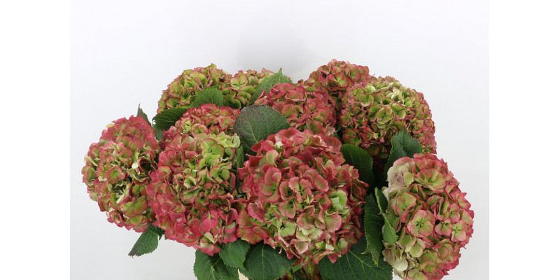 Hydrangea M Elbtal Cl A1 Col-Bicolor