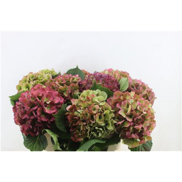 Hydrangea M Elbtal Cl Red 80-22 80cm A1