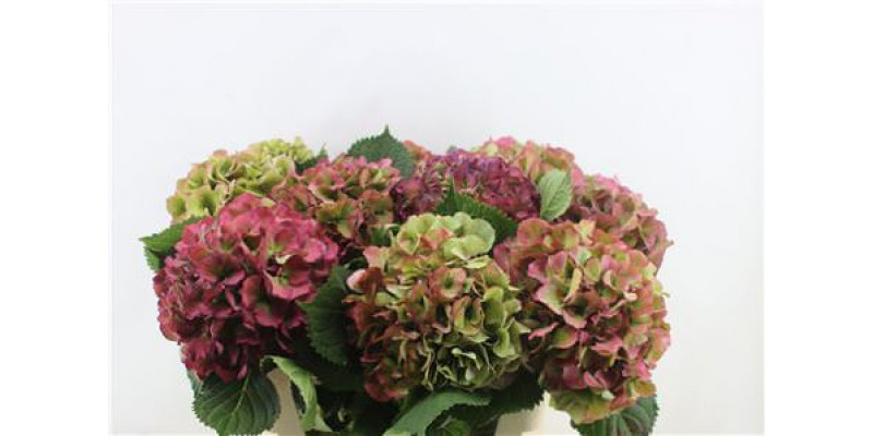 Hydrangea M Elbtal Cl Red 80-22 80cm A1