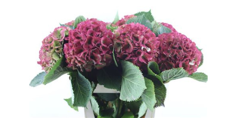 Hydrangea M Cl Elbtal Red 80-24 80 cm A1