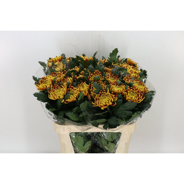 Chrysanthemums G Fuego Extra 80cm A1 Col-Copper