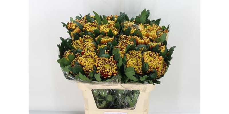 Chrysanthemums G Fuego 80cm A1 Col-Copper