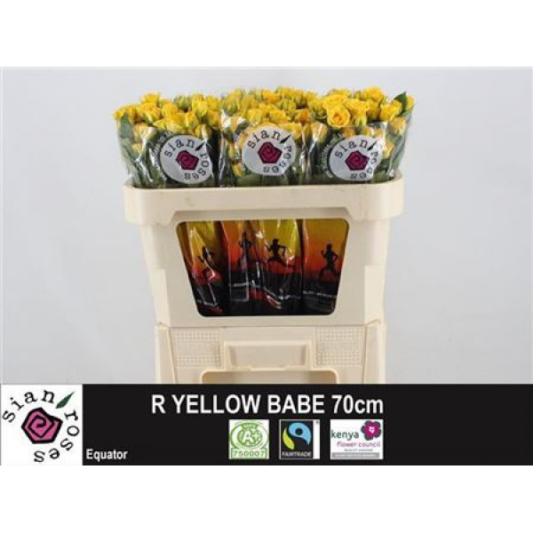 Rose Tr Yellow Babe 70cm  Col-Yellow