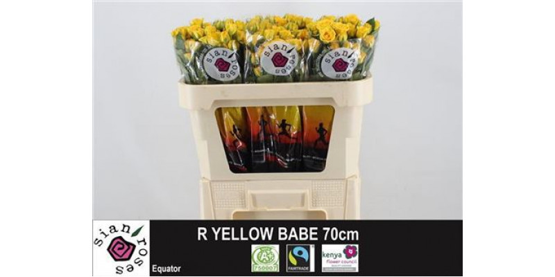 Rose Tr Yellow Babe 70cm  Col-Yellow