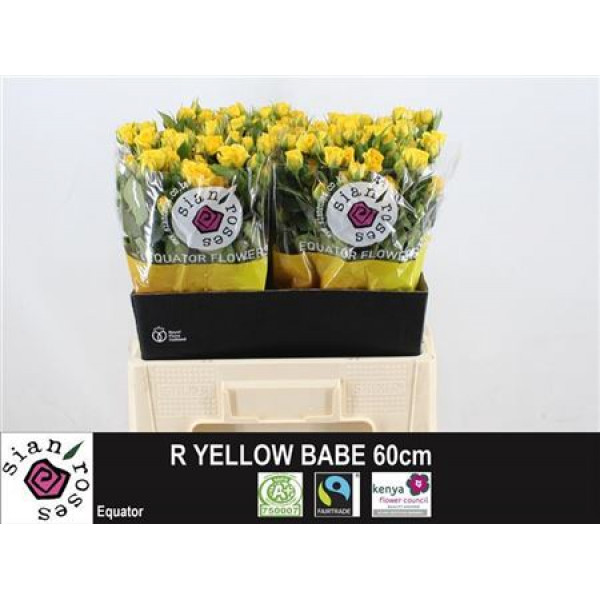 Rose Tr Yellow Babe 60cm  Col-Yellow