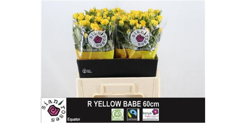 Rose Tr Yellow Babe 60cm  Col-Yellow