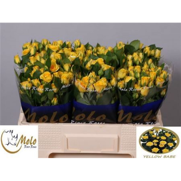 Rose Tr Yellow Babe 50cm A1 Col-Yellow