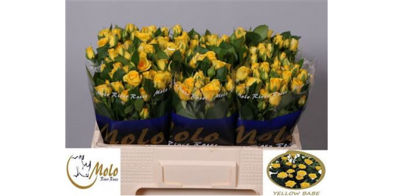 Rose Tr Yellow Babe 50cm A1 Col-Yellow