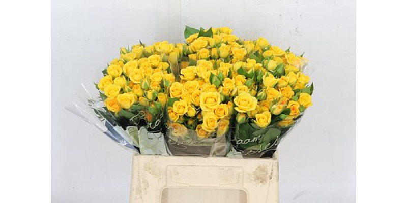 Rose Tr Yellow Babe 40cm A1