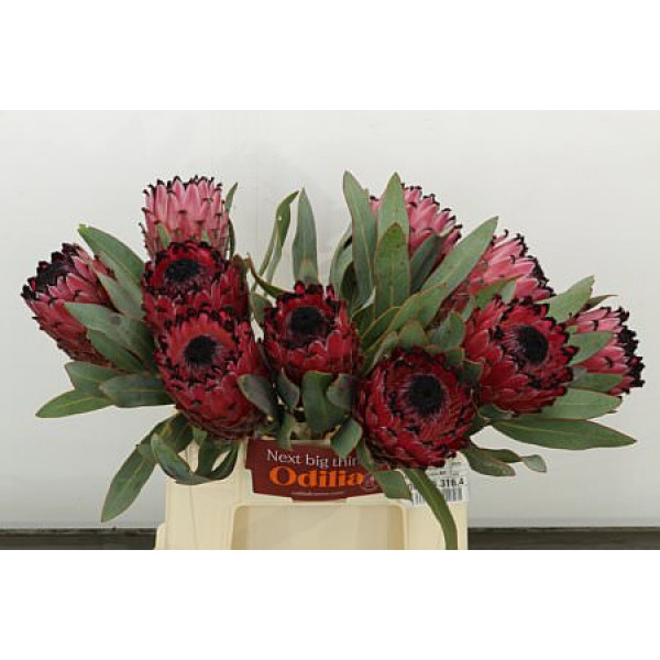 Protea Barbigera Ruby Princess Air 40cm A1