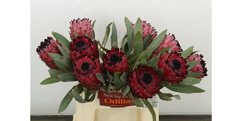 Protea Barbigera Ruby Princess Air 40cm A1