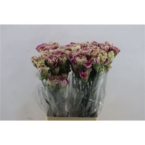 Dianthus St Antigua 65cm A1