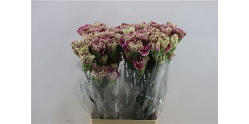 Dianthus St Antigua 65cm A1