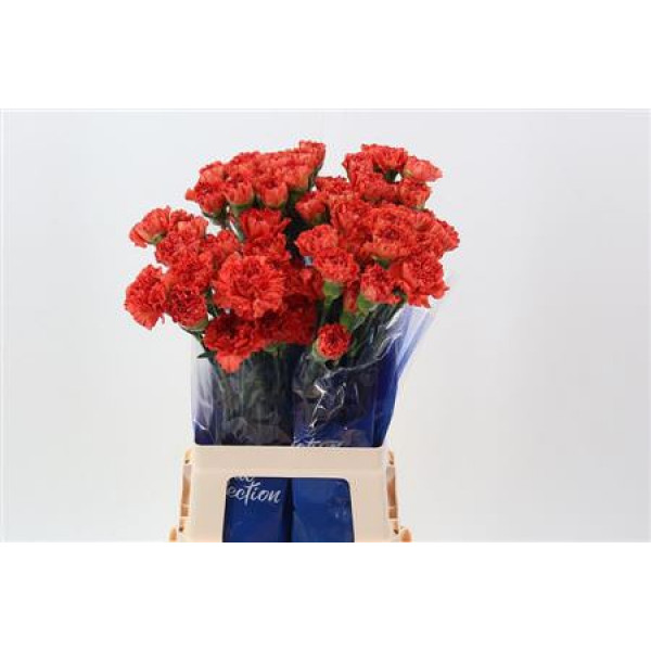 Dianthus St Crazy Horse 70cm A1