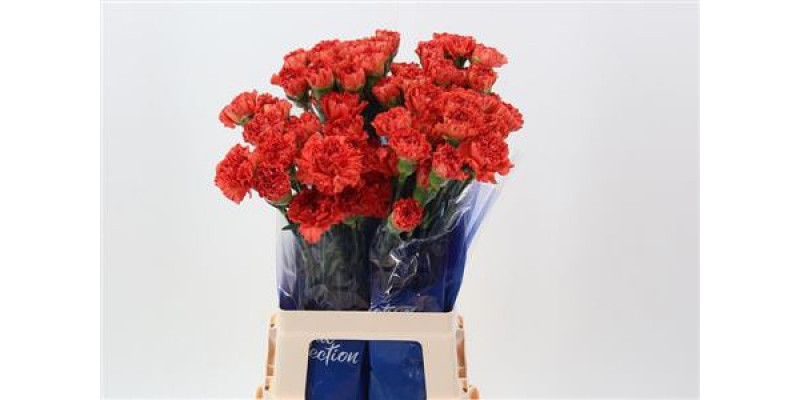 Dianthus St Crazy Horse 70cm A1