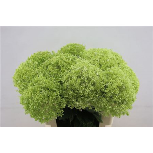 Hydrangea A Annabelle Classic 60cm A1